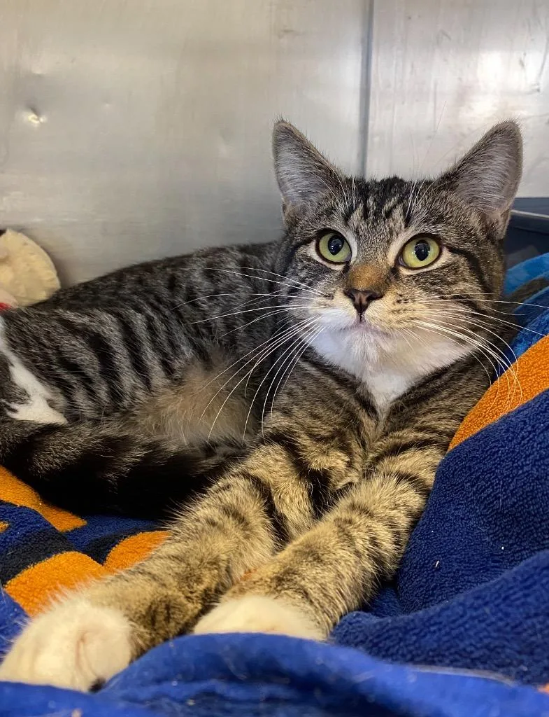 A young medium-sized female Domestic Short Hair cat named Linda Mae for adoption in Pomona, NY