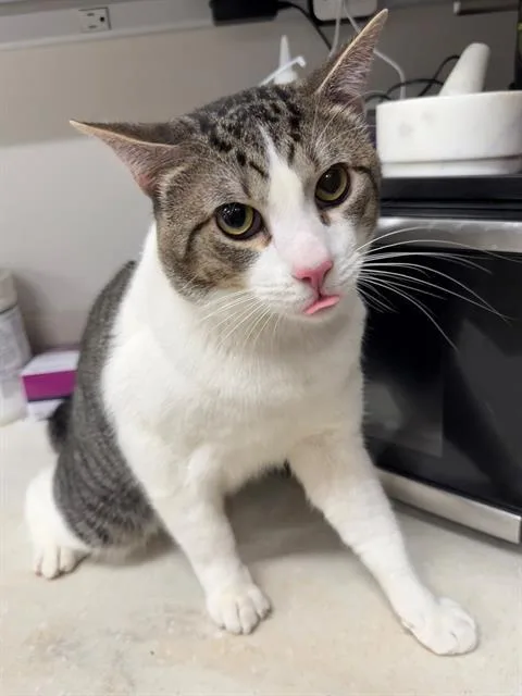 A young large-sized male Domestic Short Hair cat named Junior for adoption in Baytown, TX