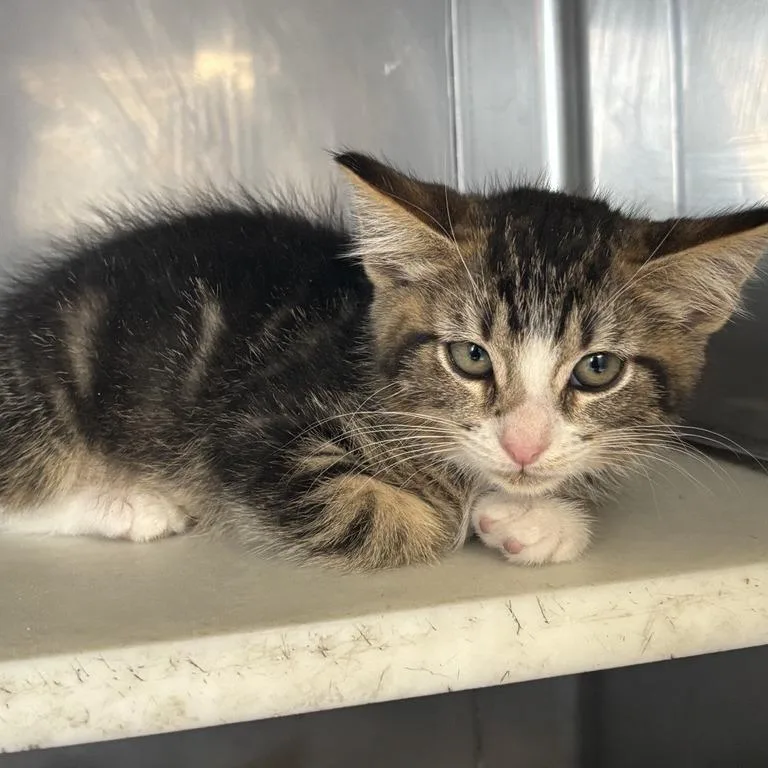 A baby small-sized female Brown / Chocolate Domestic Short Hair cat named Bran for adoption in Hawthorne, CA