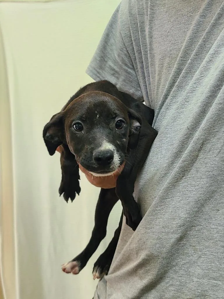A baby medium-sized female Pit Bull Terrier dog named Fiona for adoption in Swainsboro, GA