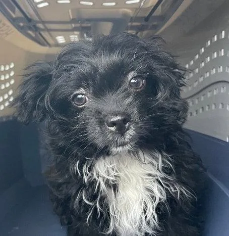 Isabella D thumbnail 2