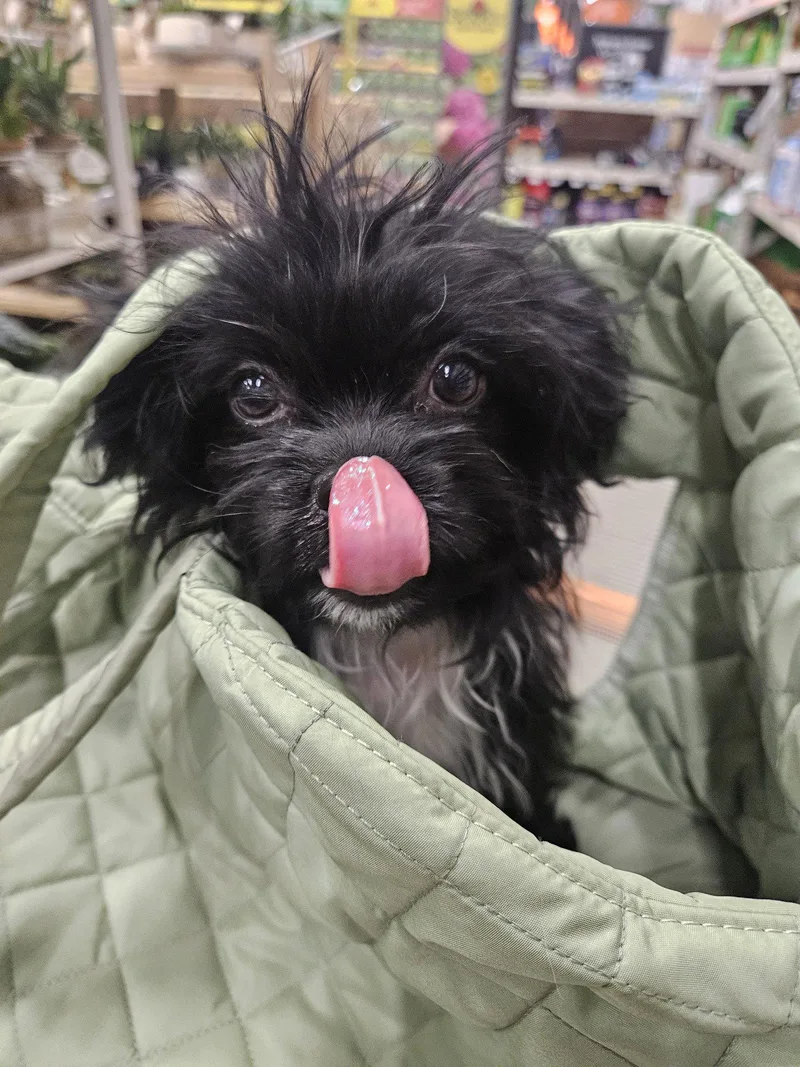 Isabella D thumbnail 3