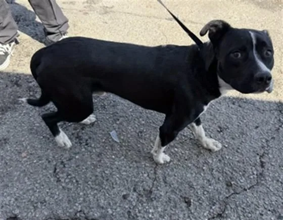 An adult medium-sized male Pit Bull Terrier dog named Spencer for adoption in San Bernardino, CA