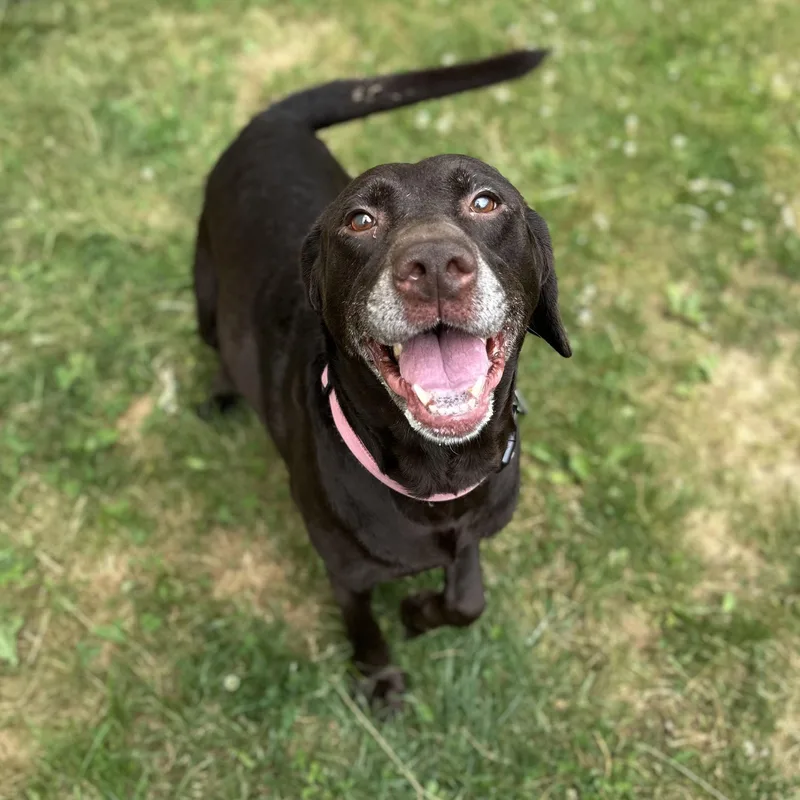 A senior medium-sized female Brown / Chocolate Chocolate Labrador Retriever dog named Moana for adoption in Youngstown, OH