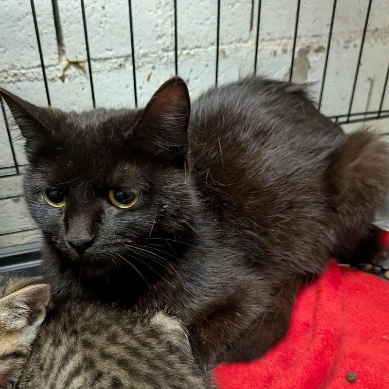 An adult small-sized female Black Domestic Short Hair cat named Ebony for adoption in Greenville, PA