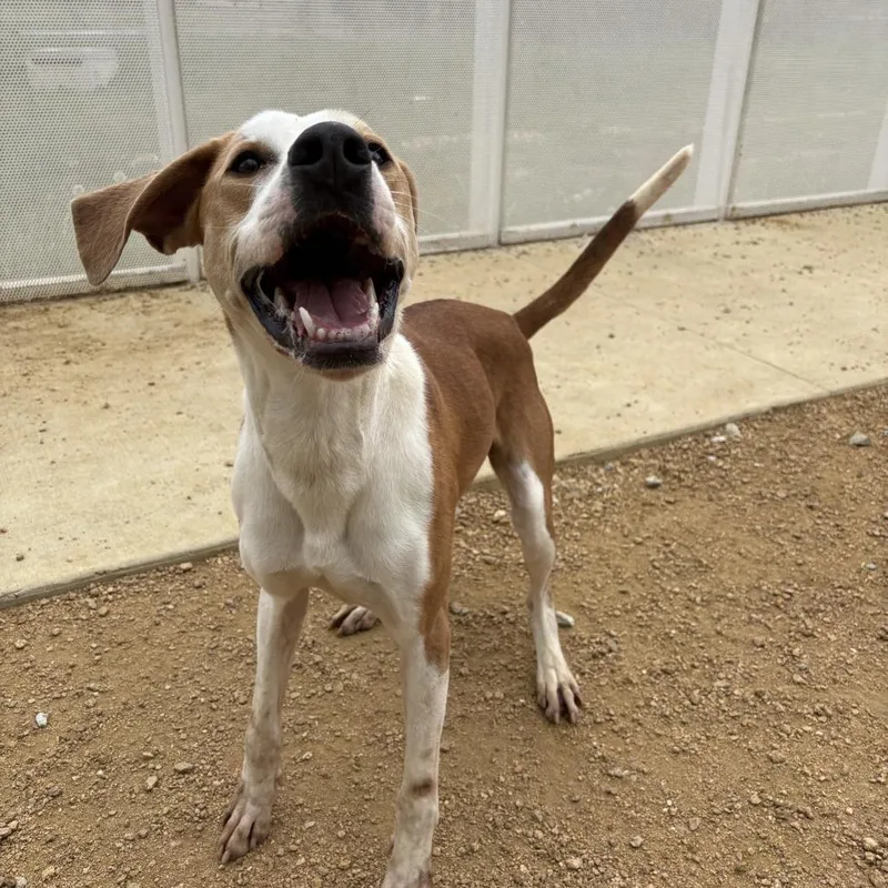 An adult medium-sized male Yellow / Tan / Blond / Fawn Mixed Breed dog named Lokey for adoption in Bentonville, AR
