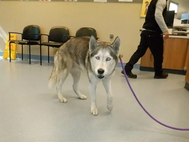 An adult large-sized female Siberian Husky dog named Calypso for adoption in San Jose, CA