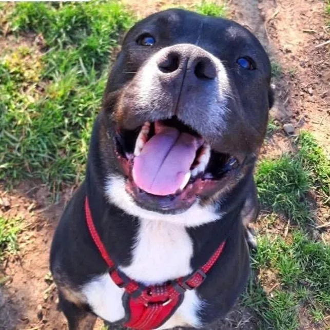 An adult large-sized male Black Mastiff dog named Bear for adoption in Chillicothe, IL