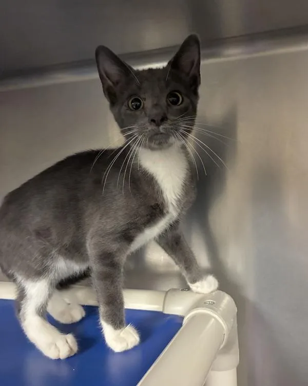A baby small-sized female Domestic Short Hair cat named Sabrina The Teenage Witch for adoption in Richmond, VA