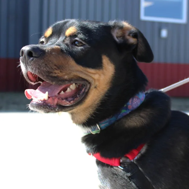 An adult large-sized male Black Australian Shepherd dog named Loki for adoption in Champaign, IL