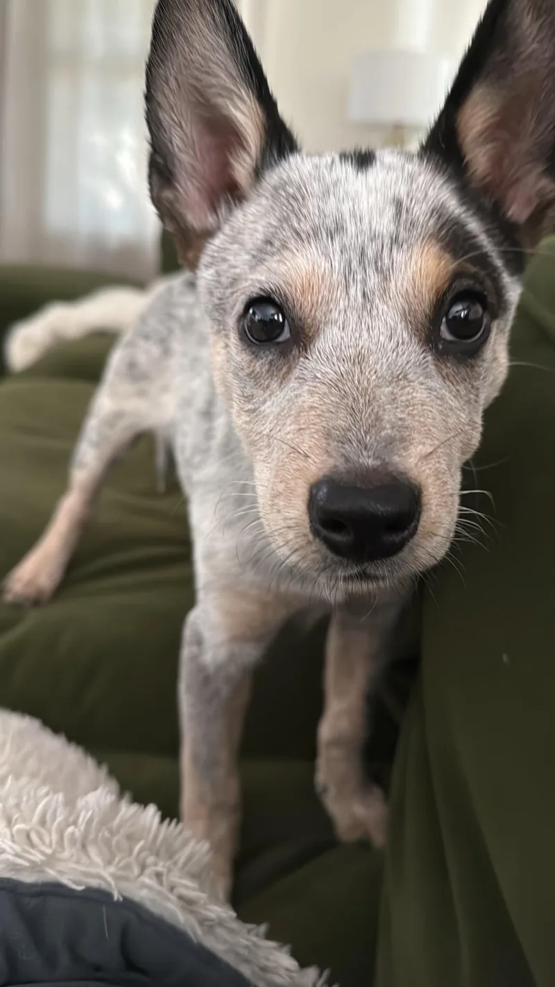 Stella thumbnail 3