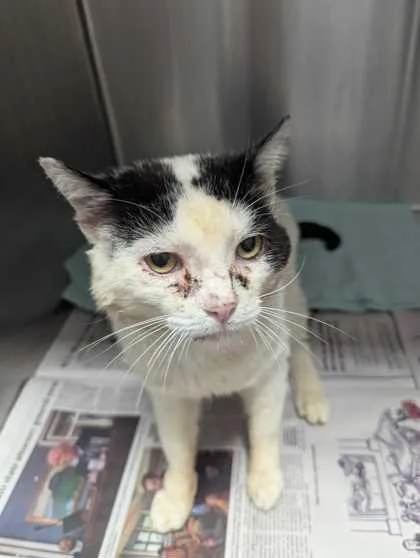 An adult large-sized male Domestic Short Hair cat named Papa Smurf for adoption in Sevierville, TN