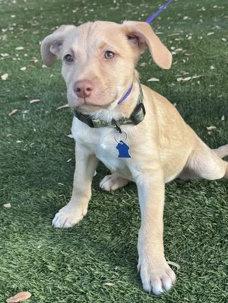 A baby medium-sized male White / Cream Labrador Retriever dog named Jax for adoption in San Tan Valley, AZ