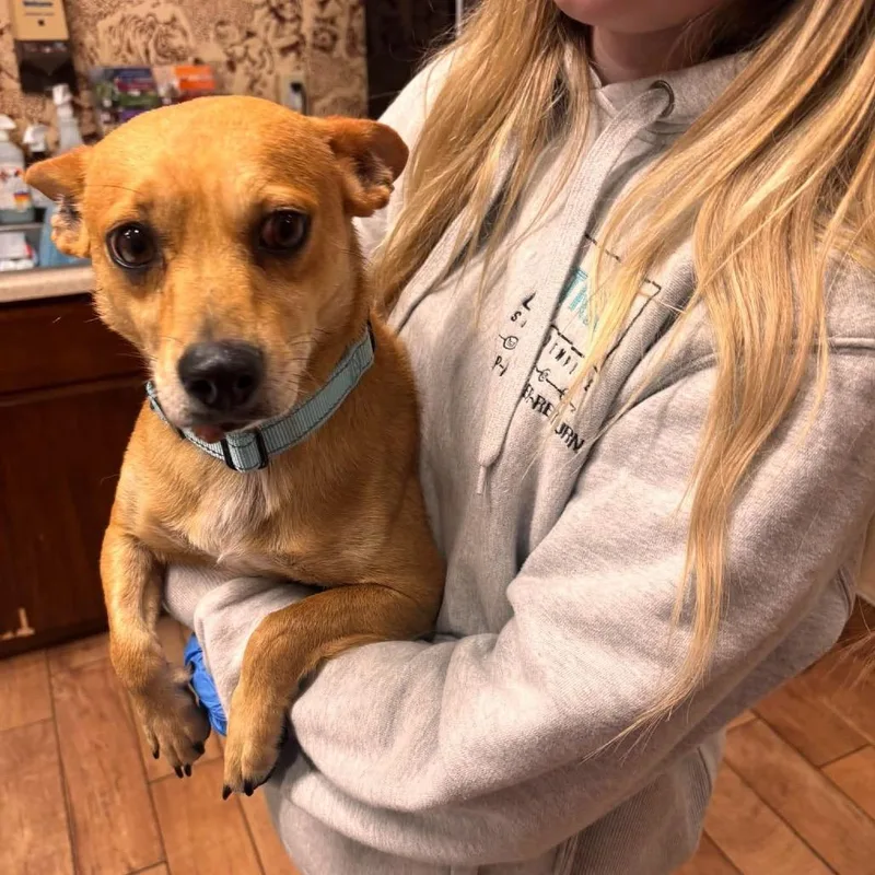 An adult small-sized male Yellow / Tan / Blond / Fawn Mixed Breed dog named Nacho for adoption in Buffalo, MN
