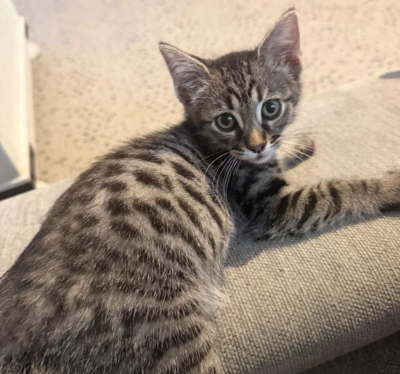 A baby medium-sized male Bengal cat named Bennington for adoption in Palo Alto, CA