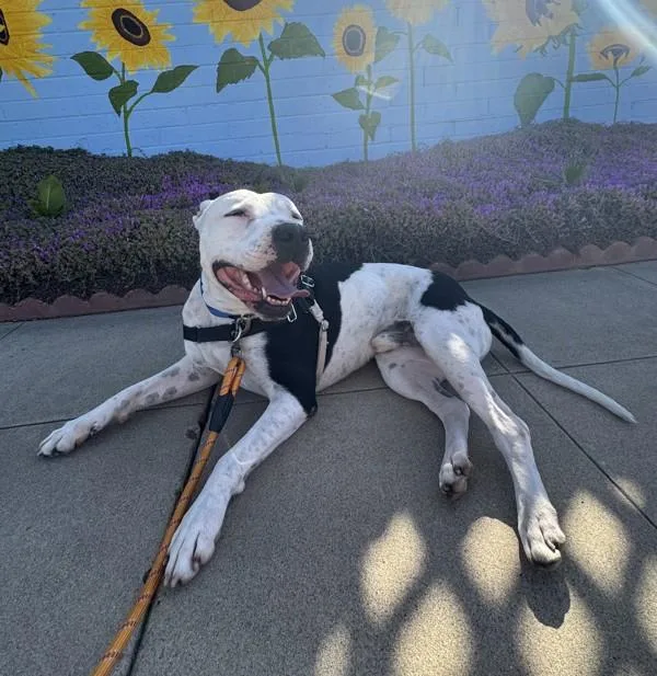An adult large-sized male Pit Bull Terrier dog named Tiny for adoption in San Diego, CA