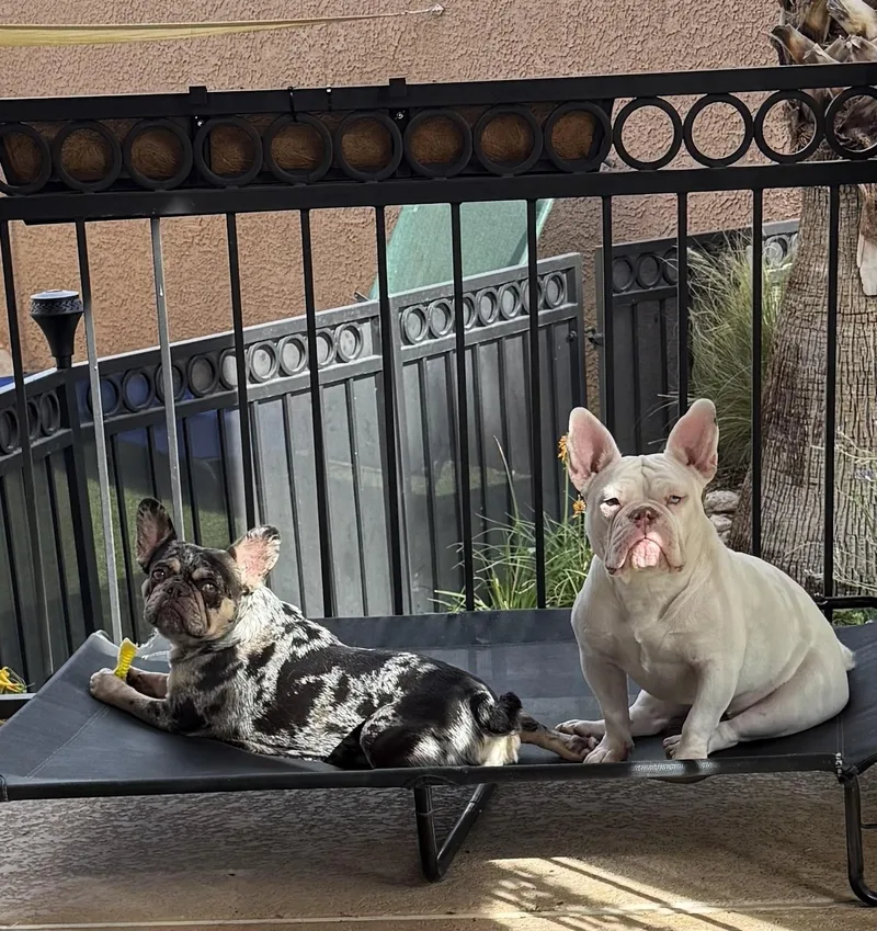 A young medium-sized female Bulldog dog named Rainbow for adoption in Las Vegas, NV