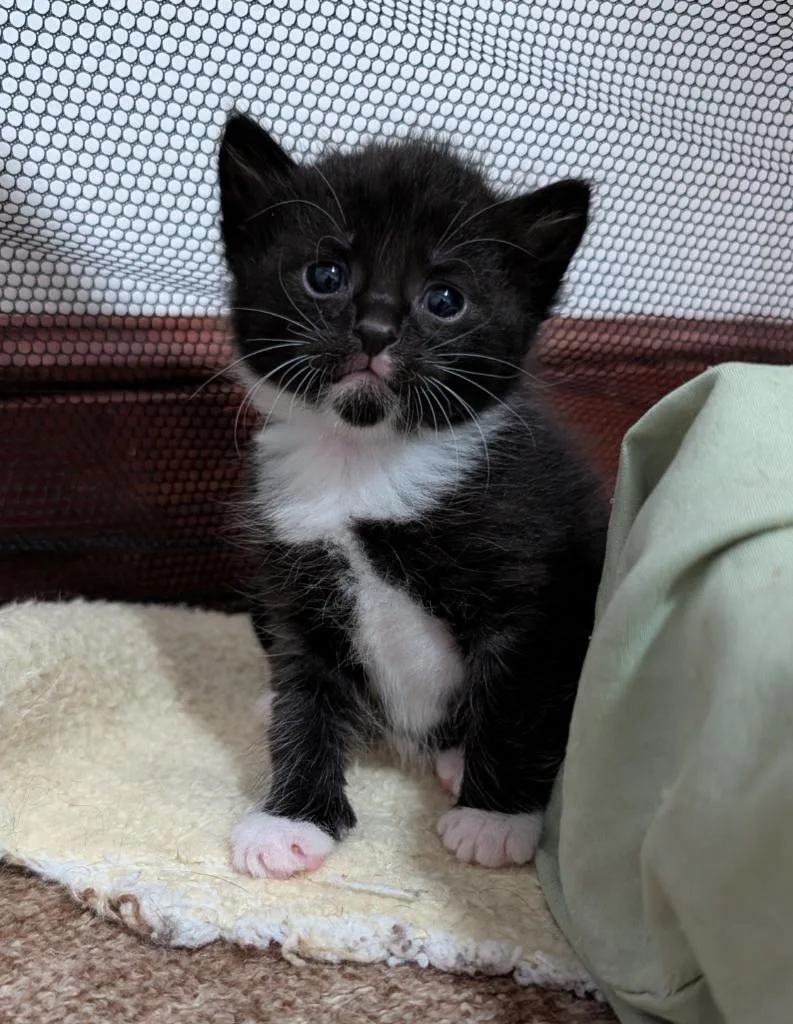 A baby small-sized female Domestic Short Hair cat named Olive for adoption in Wintersville, OH