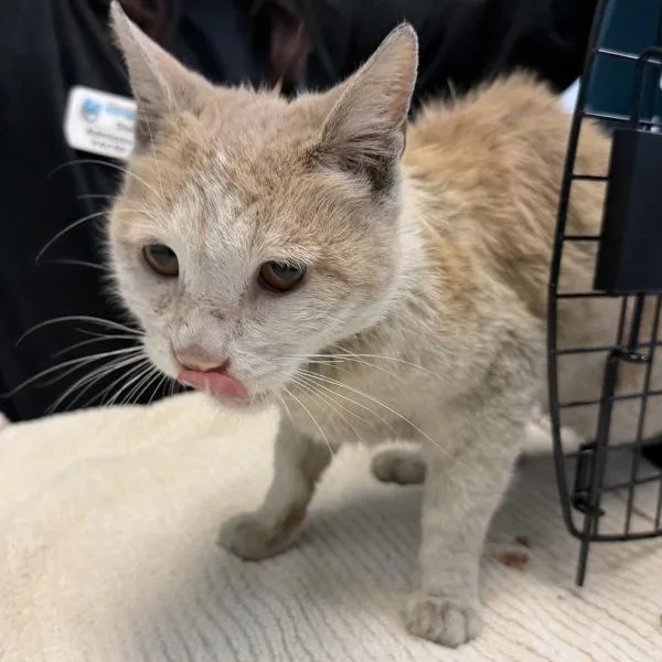 An adult small-sized male Domestic Short Hair cat named Email for adoption in Escondido, CA
