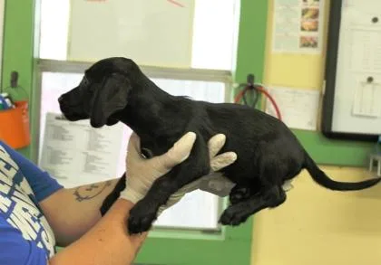 A baby medium-sized male Labrador Retriever dog named Eddie for adoption in Picayune, MS