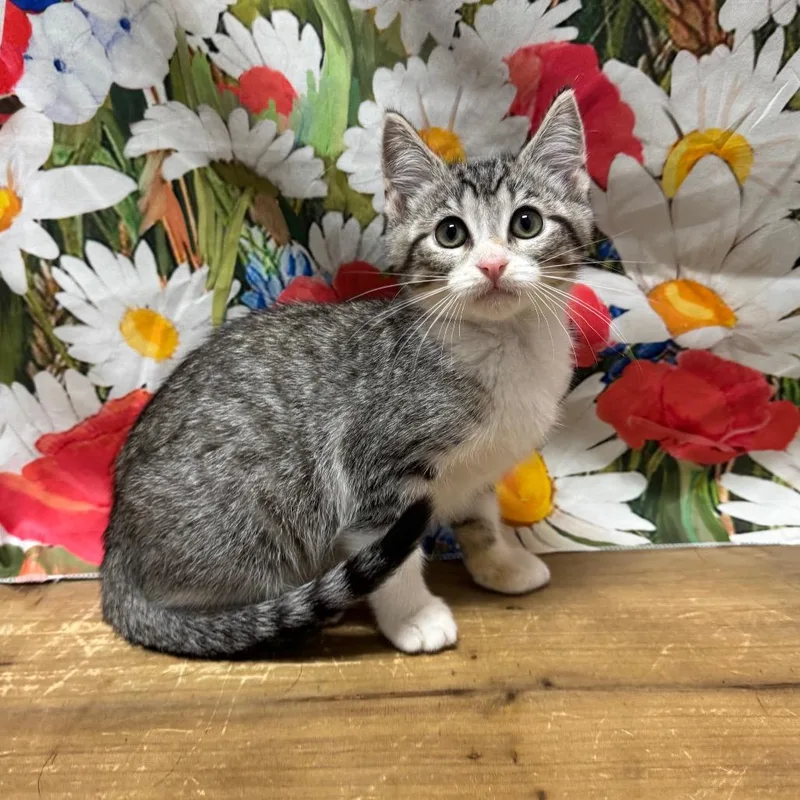 A baby small-sized female Gray / Blue / Silver Domestic Short Hair cat named Harriet for adoption in Normal, IL