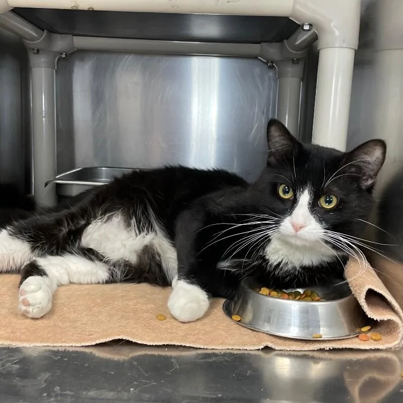 An adult medium-sized male Domestic Short Hair cat named Tinker for adoption in Roanoke, VA