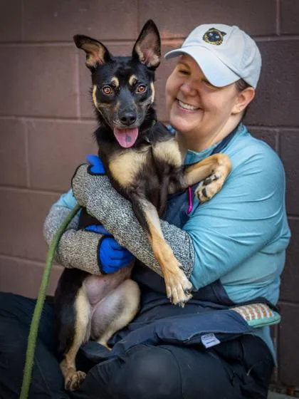 A young medium-sized female Mixed Breed dog named Bastleberry for adoption in Chamblee, GA