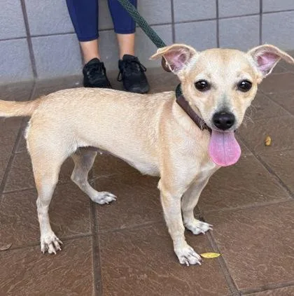 An adult small-sized female Terrier dog named Rowena for adoption in Honolulu, HI