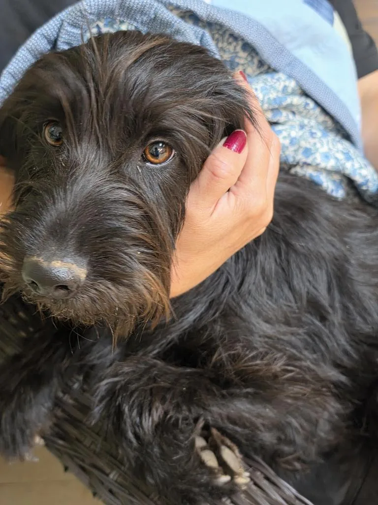 A young medium-sized female Schnauzer dog named Annie for adoption in Burnsville, NC