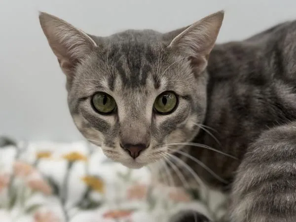 A young medium-sized male Domestic Short Hair cat named Tigger for adoption in Portland, OR