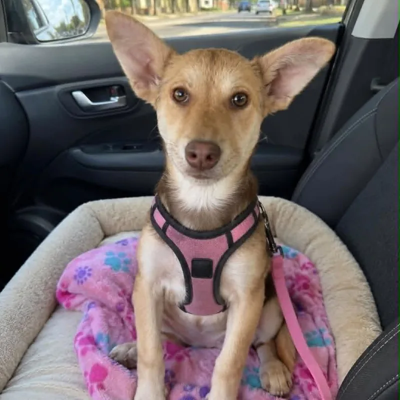 A young medium-sized female Yellow / Tan / Blond / Fawn Mixed Breed dog named Zelda for adoption in Graham, WA