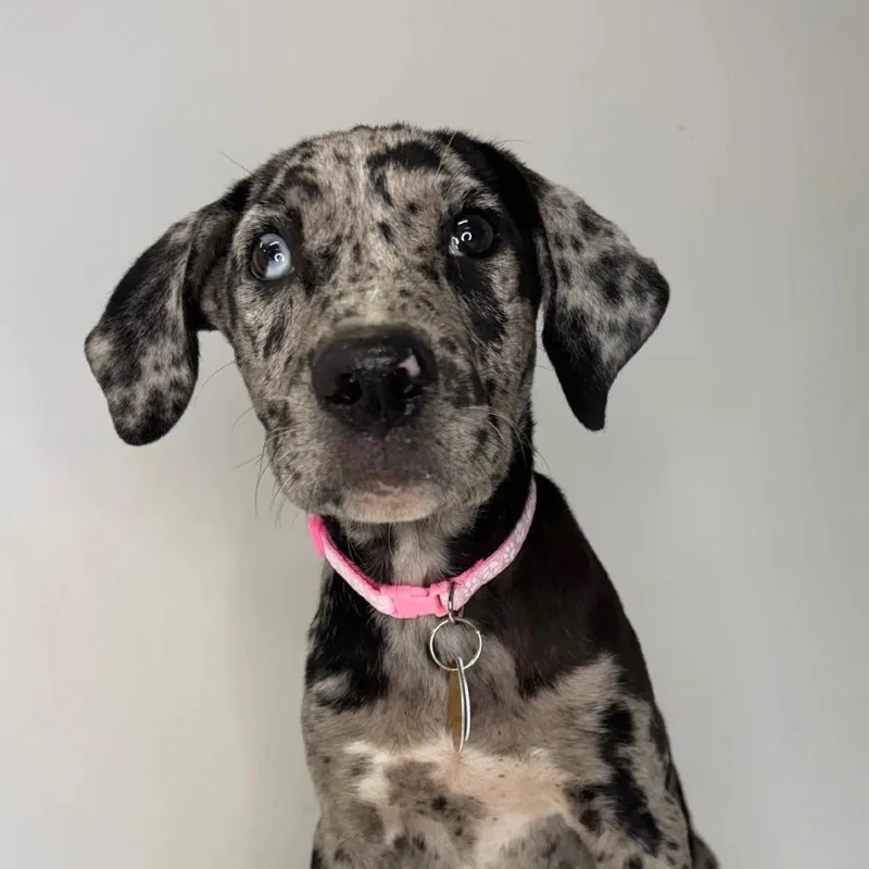 A baby small-sized female Black Mixed Breed dog named Bayou for adoption in Saint Charles, MO