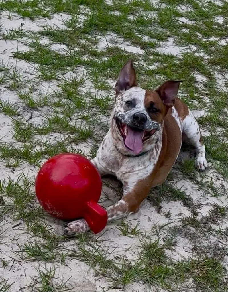 A young medium-sized male Australian Cattle Dog / Blue Heeler dog named Dink for adoption in Carmel, NY