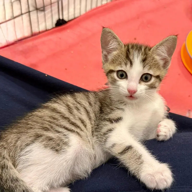 A baby small-sized male Brown / Chocolate Domestic Medium Hair cat named Heebie for adoption in Branford, CT