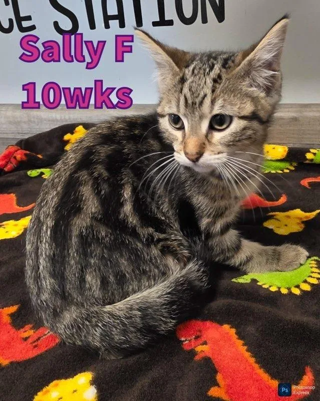A baby medium-sized female Tabby (Brown / Chocolate) Domestic Short Hair cat named Sally for adoption in Liberty, MO