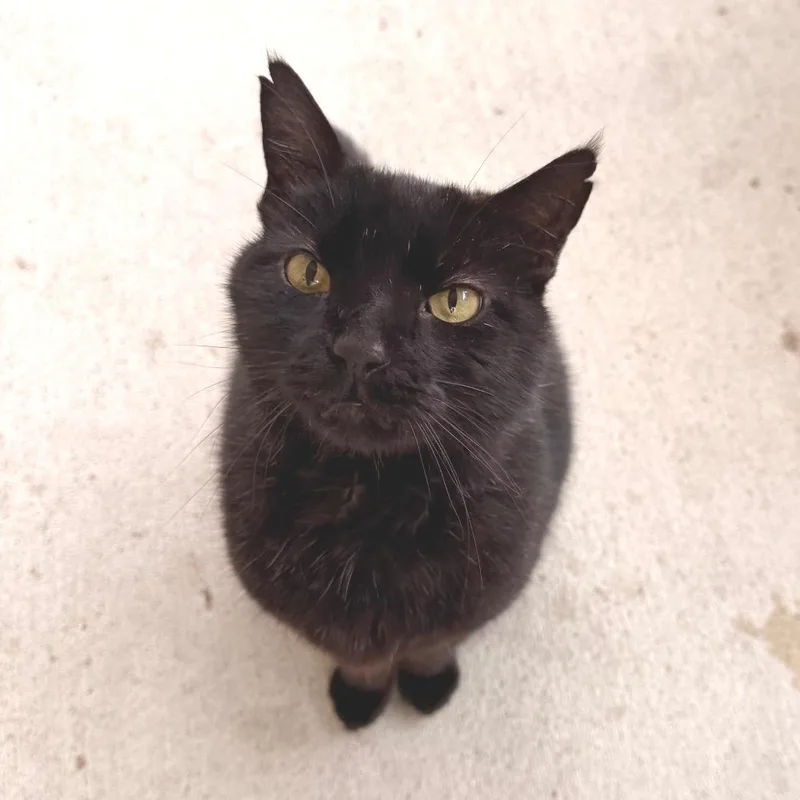 A senior medium-sized male Black Domestic Short Hair cat named Patrick for adoption in Indianapolis, IN