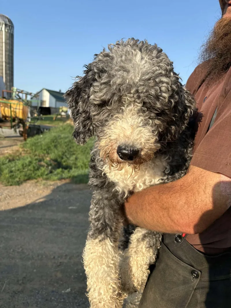 An adult medium-sized female Old English Sheepdog dog named Gertie for adoption in Havertown, PA