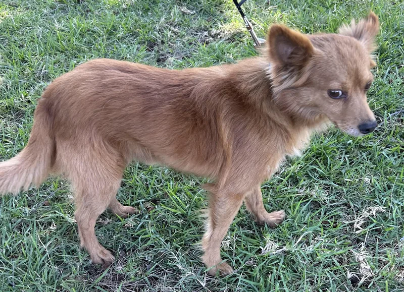 A young small-sized female Brown / Chocolate Chiweenie dog named Foxy for adoption in Bell Gardens, CA