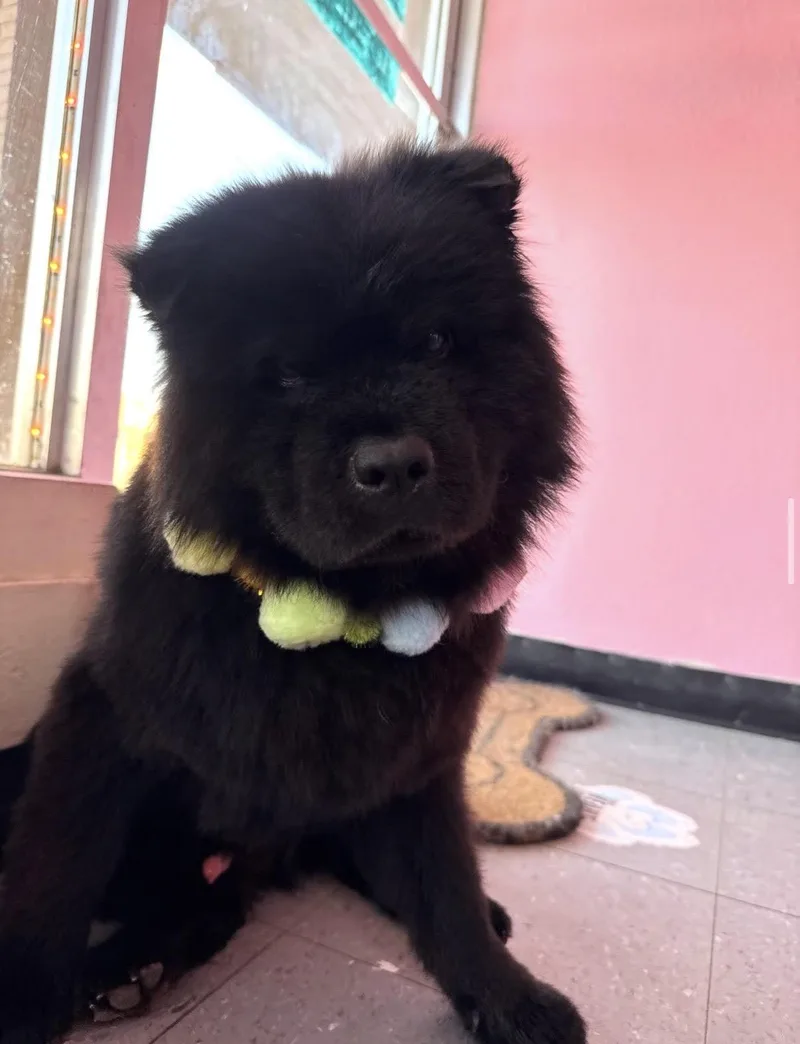 A young medium-sized male Chow Chow dog named Bartleby for adoption in Houston, TX