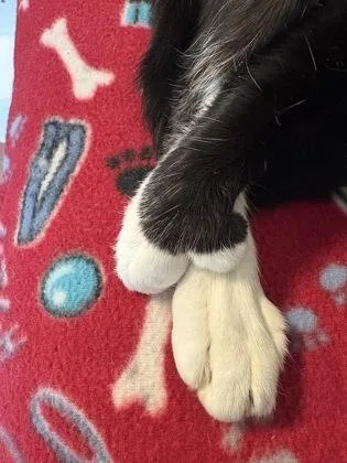 An adult small-sized female Domestic Short Hair cat named Cannoli for adoption in Sultan, WA