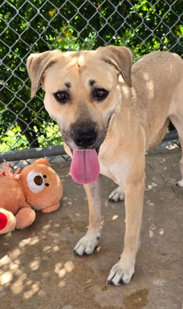 A young medium-sized female Anatolian Shepherd dog named Lexi for adoption in Canyon Lake, TX