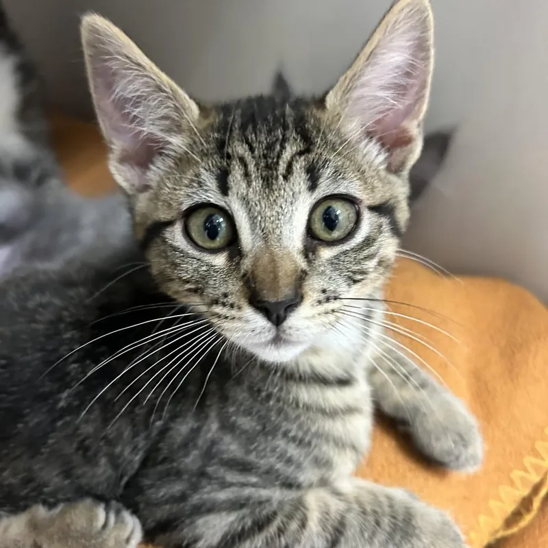A baby small-sized male Brown / Chocolate Domestic Short Hair cat named Boris for adoption in Redwood City, CA
