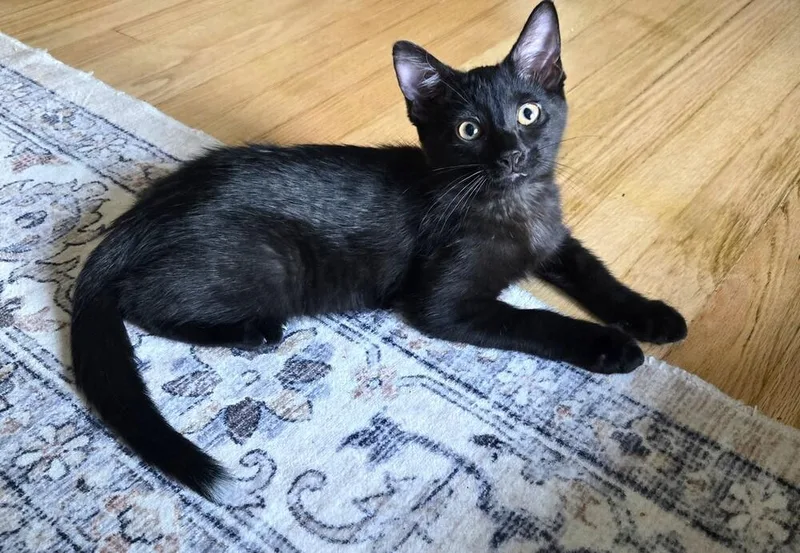 A baby small-sized male Black Domestic Short Hair cat named Marvin for adoption in Omaha, NE
