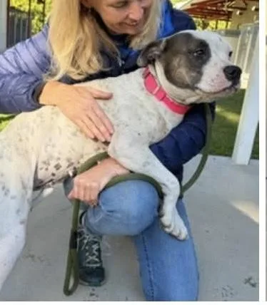 An adult medium-sized female White / Cream American Staffordshire Terrier dog named Andrea for adoption in Cumberland, RI