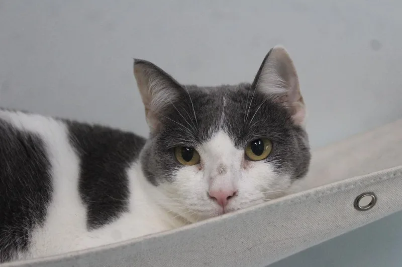 A senior medium-sized female White Domestic Short Hair cat named Puddle for adoption in Chestertown, MD