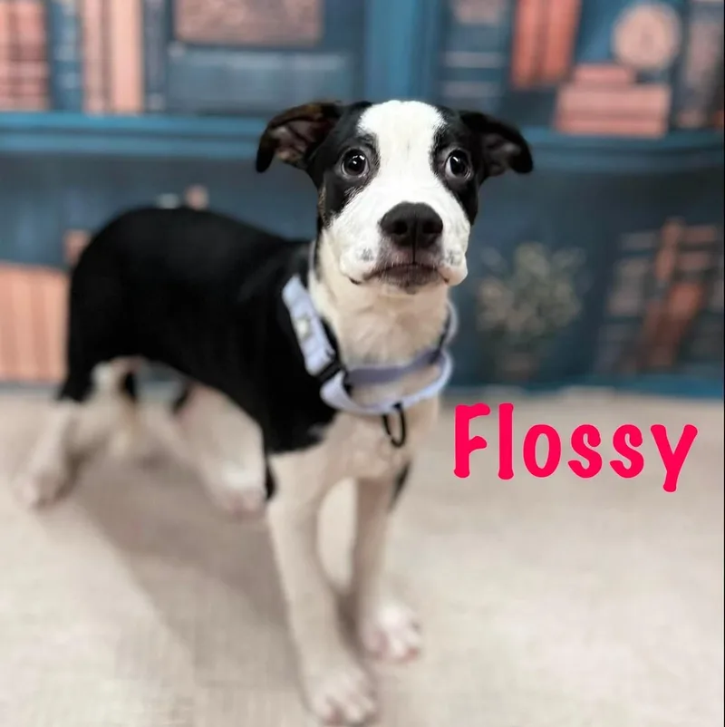 Flossy