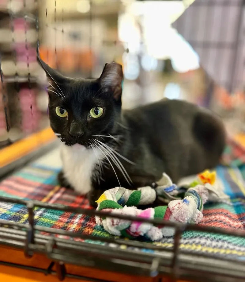 A young medium-sized female Domestic Short Hair cat named Carissa for adoption in Cumming, GA
