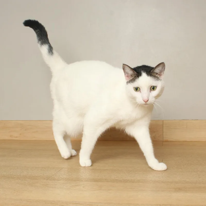 An adult large-sized female White Domestic Short Hair cat named Coraline C for adoption in Minnetonka, MN