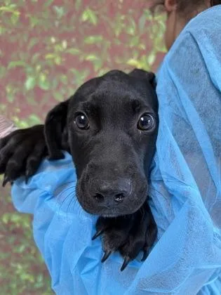 A young small-sized male Labrador Retriever dog named Boo Radley for adoption in San Antonio, TX