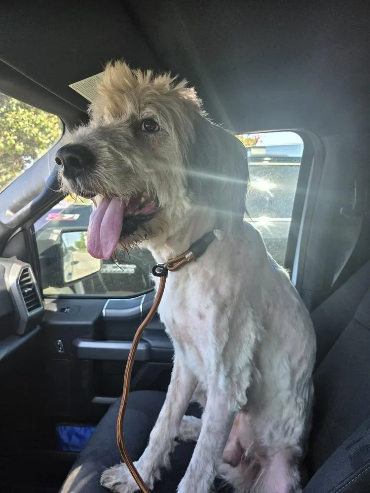 An adult large-sized male Old English Sheepdog dog named Ryker for adoption in Dallas, TX